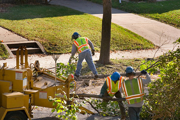 Leaf Removal in Scissors, TX